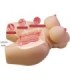 CRAZY BULL - GRACE TORSO FEMENINO REALISTA VAGINA Y ANAL 7.5 KG